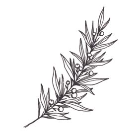 植物花卉绘画图谱