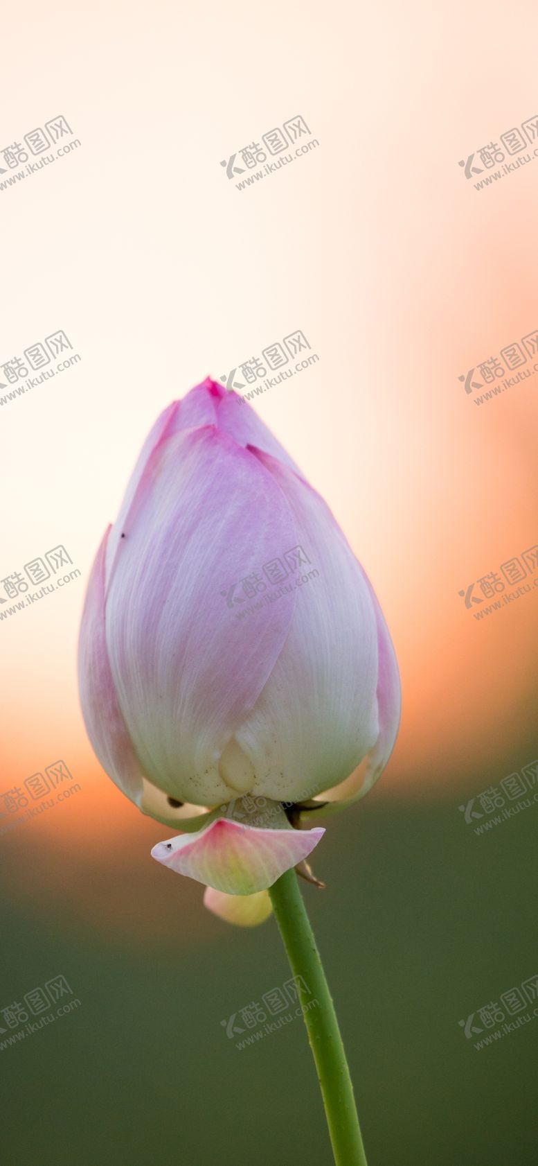 编号：42832106190859248445【酷图网】源文件下载-手机壁纸