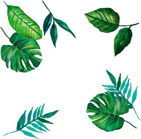 芭蕉叶热带
