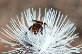 蜜蜂摄影虫类生物世界