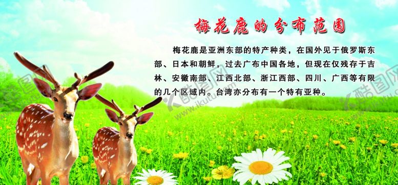 编号：65545005041117192251【酷图网】源文件下载-梅花鹿