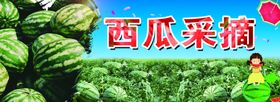 西瓜采摘