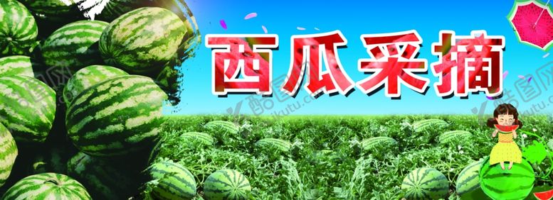 编号：96110311010252228146【酷图网】源文件下载-西瓜采摘