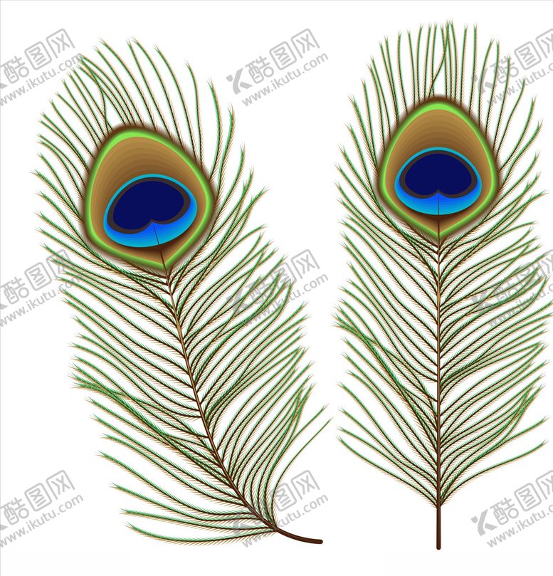 编号：42349810151029396472【酷图网】源文件下载-羽毛