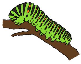 虫子