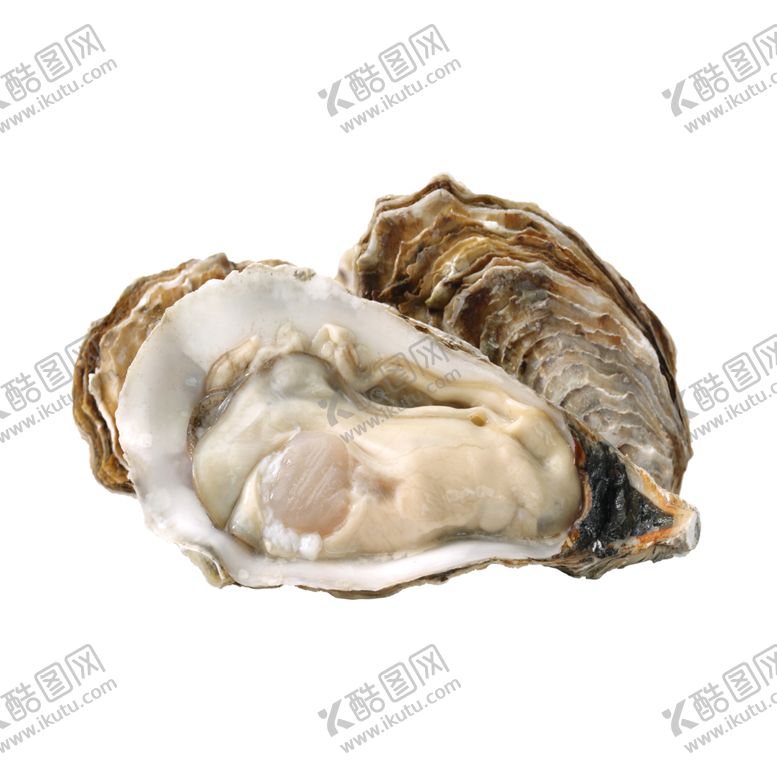 编号：74616005250518215451【酷图网】源文件下载-新鲜生蚝特写