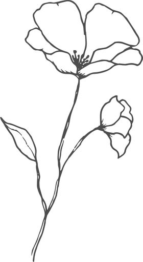 花线稿素材