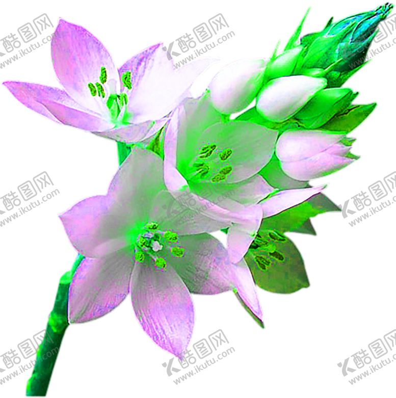 编号：32471609170248291369【酷图网】源文件下载-花素材