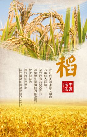 粮食 水稻