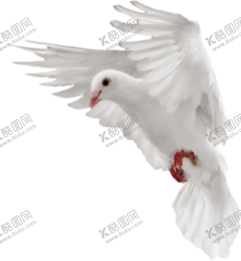 编号：13765705011340551628【酷图网】源文件下载-鸽子