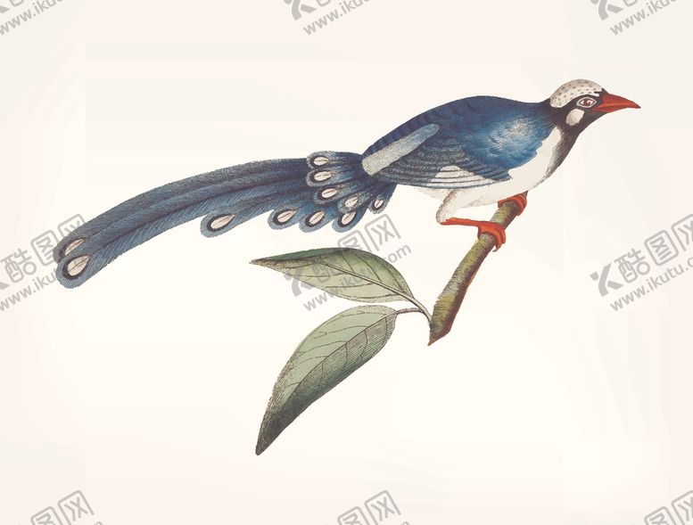 编号：90222010292031096741【酷图网】源文件下载-鸟类