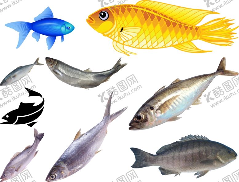 编号：47916509291213168616【酷图网】源文件下载-鱼png免扣高清素材