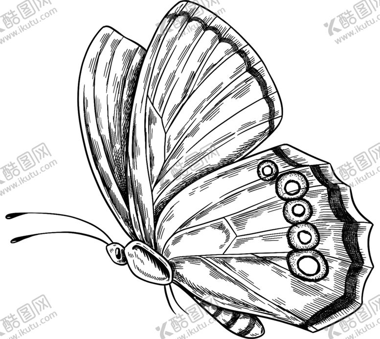 编号：97304410301927437910【酷图网】源文件下载-蝴蝶素描图片