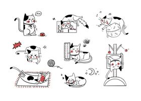 猫咪