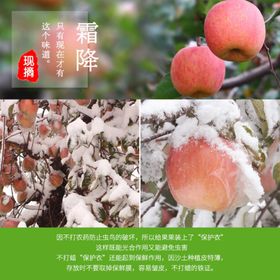 丰县丑苹果大沙河丑苹