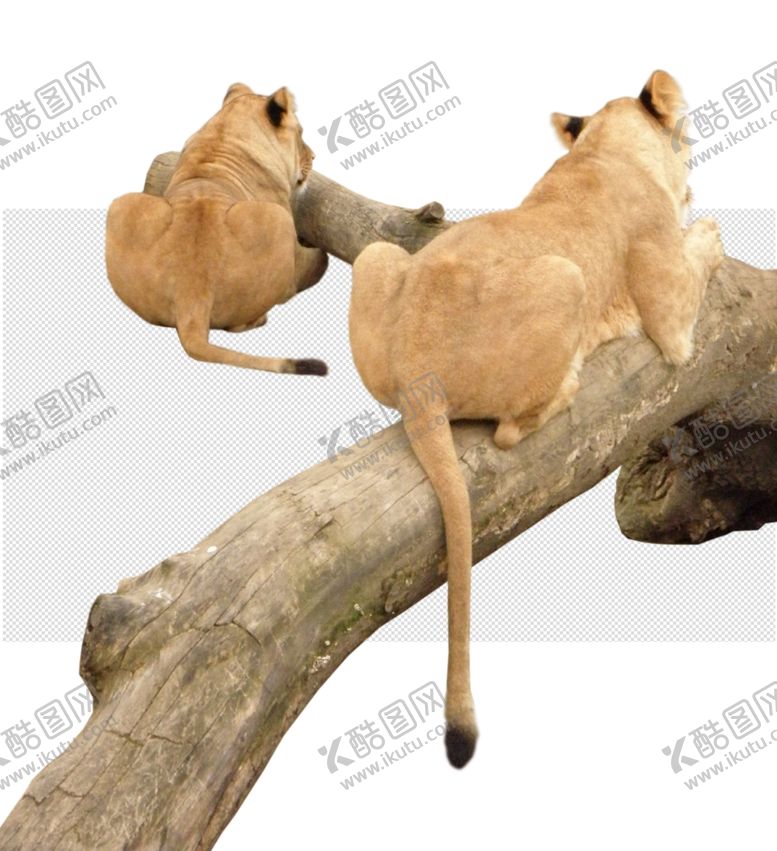 编号：22528906260612177255【酷图网】源文件下载-狮子狮子王母狮