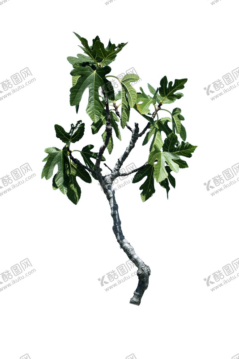 编号：36747702010458047254【酷图网】源文件下载-植物 