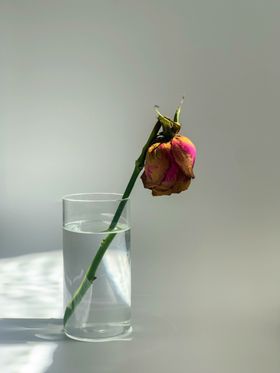 玫瑰花绽放自然景观