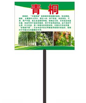 园林园艺青桐树简介牌