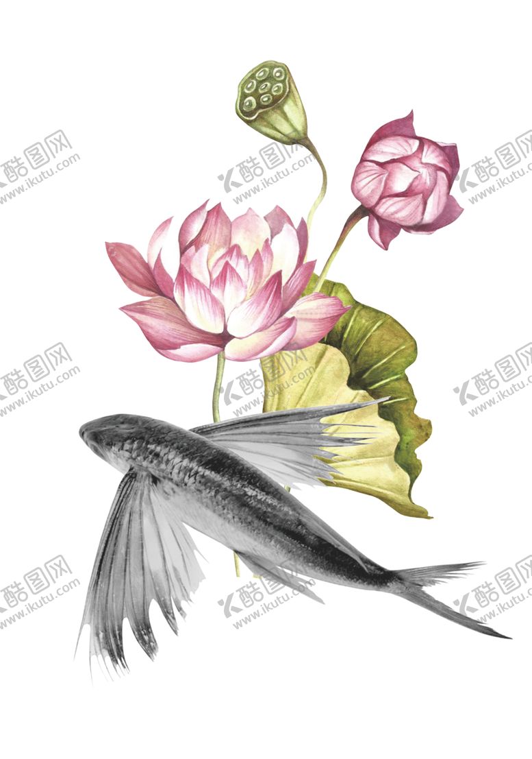 编号：91456609100033183471【酷图网】源文件下载-荷花