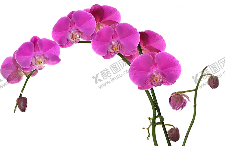 编号：14357606191246191362【酷图网】源文件下载-鲜花素材