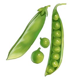 卡通蚕豆手绘单层免抠
