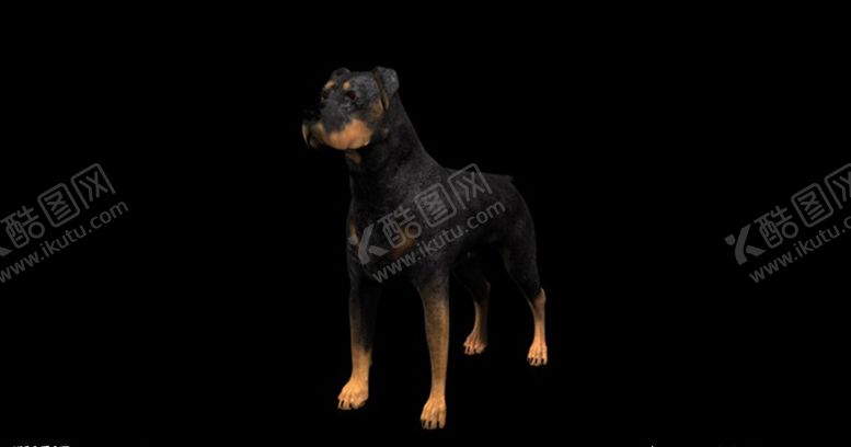 编号：54462109191642288544【酷图网】源文件下载-C4D模型罗威纳犬