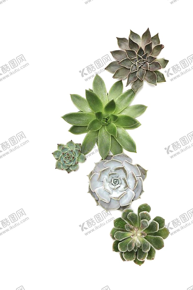 编号：47506507061801431185【酷图网】源文件下载-植物