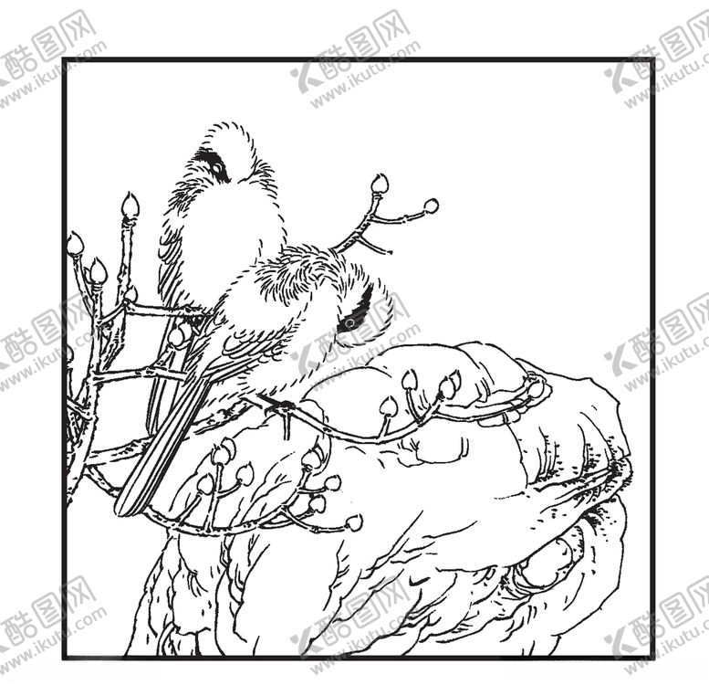 编号：93594010111648058380【酷图网】源文件下载-白头翁