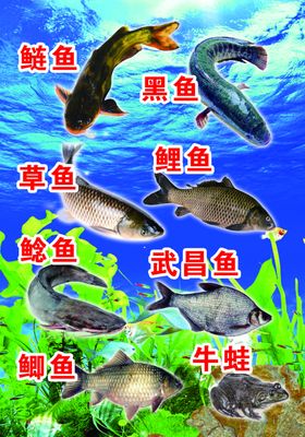 海鲜鱼海底