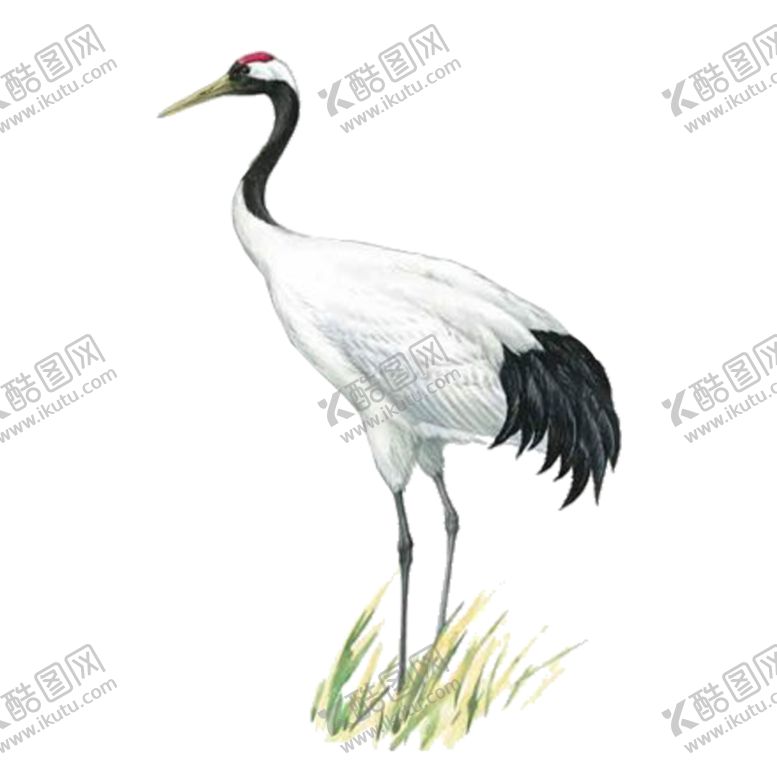编号：61869810230201492740【酷图网】源文件下载-仙鹤