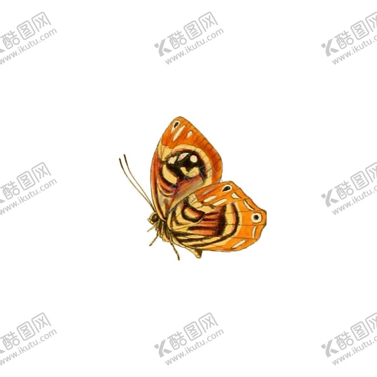 编号：12416110021950288166【酷图网】源文件下载-透明免扣高清蝴蝶