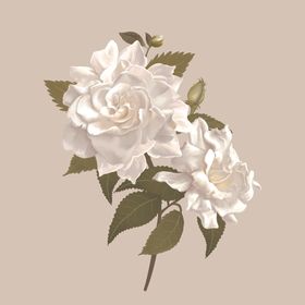 栀子花