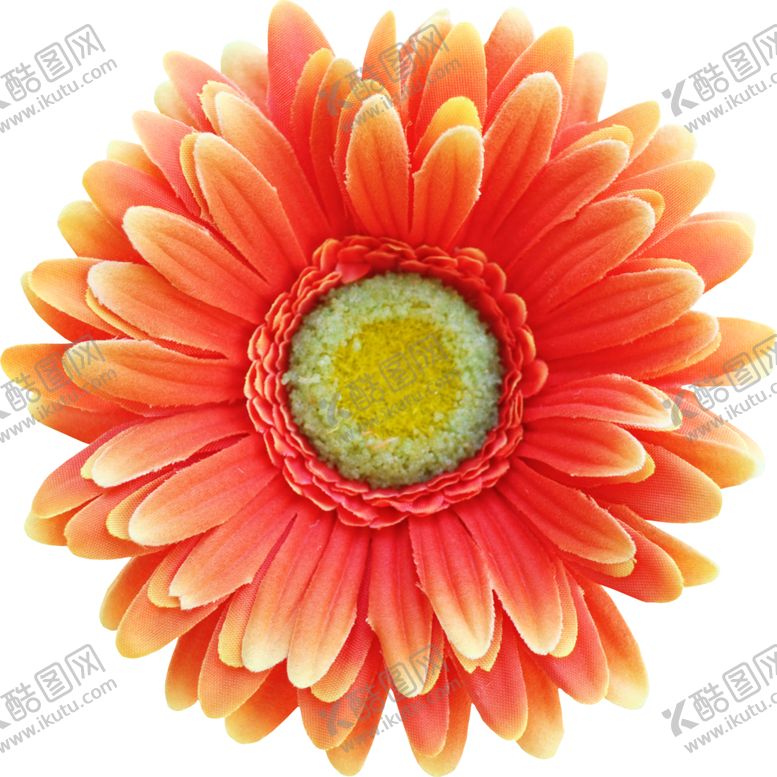 编号：65848906260712383221【酷图网】源文件下载-彩色菊花花朵