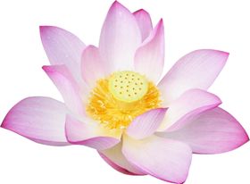 荷花元素