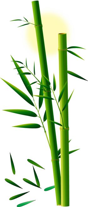 竹子竹叶