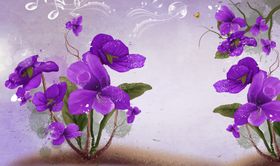 兰花风信子花紫色花朵
