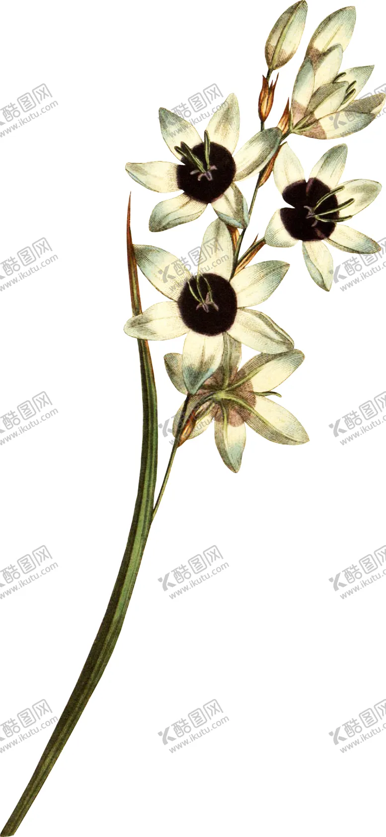 编号：51019012080738308871【酷图网】源文件下载-鲜花花朵植物         