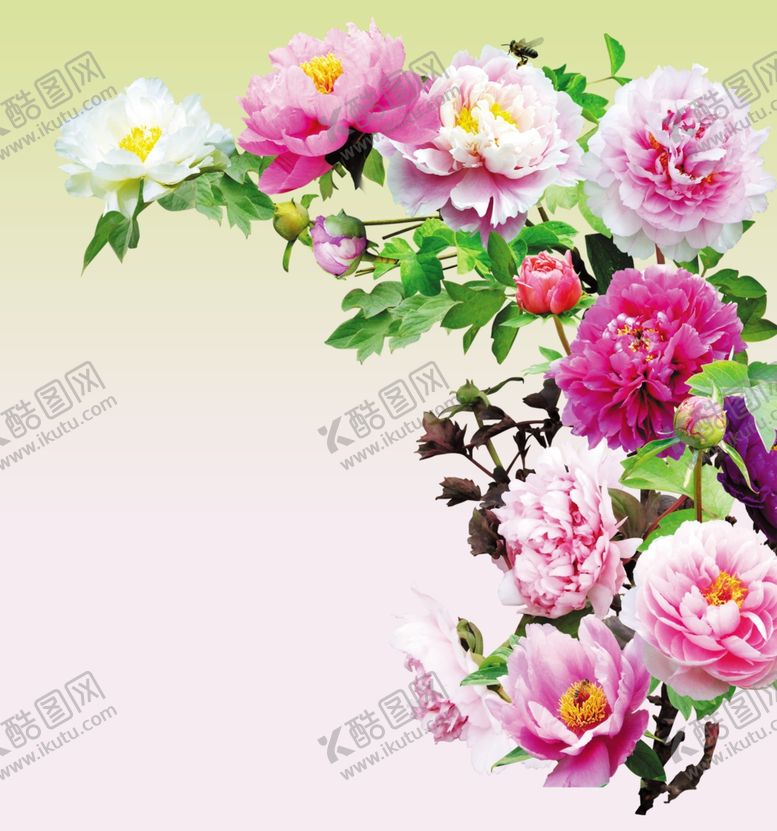 编号：37899109300253087540【酷图网】源文件下载-牡丹花