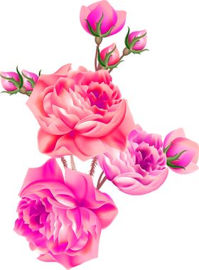 鲜花素材