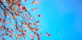桃花 蓝天