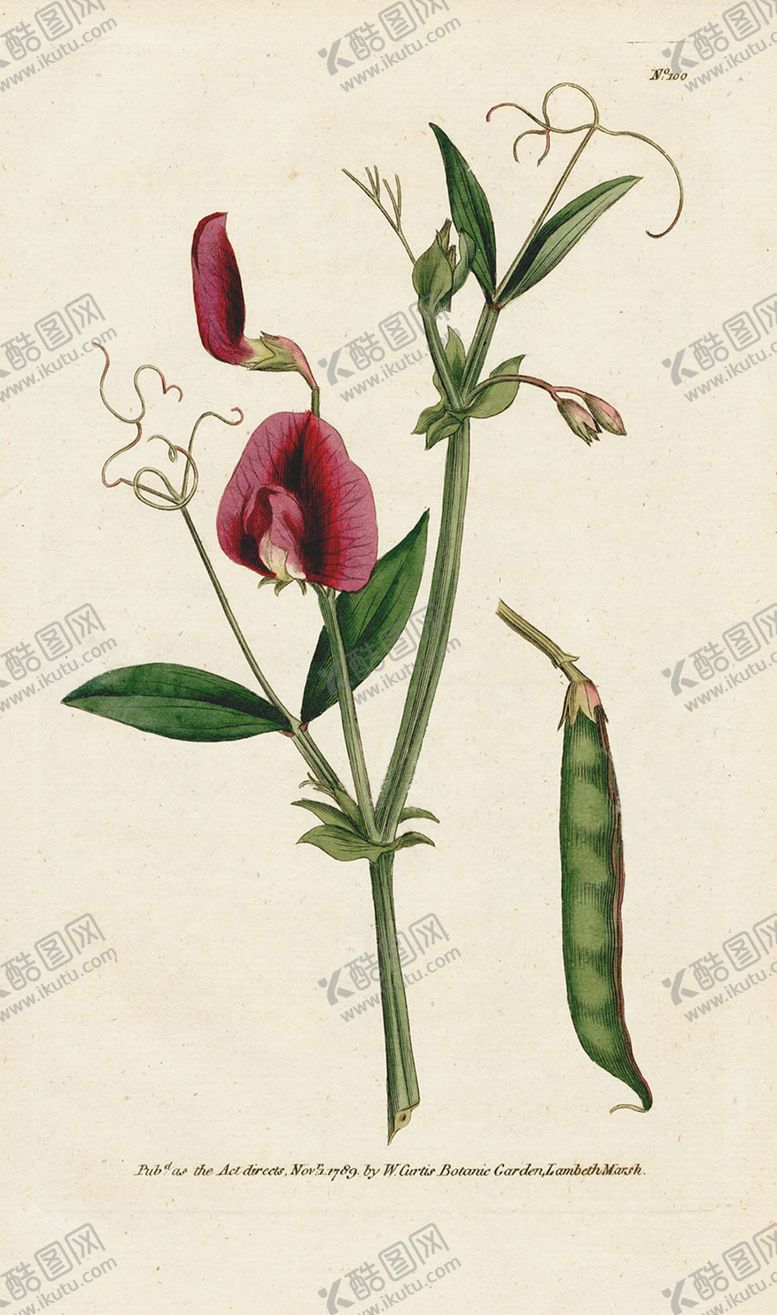 编号：93989205070105062795【酷图网】源文件下载-欧式复古色调花朵植物