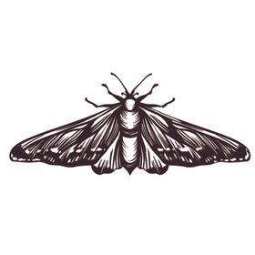 素描绘画昆虫蝴蝶