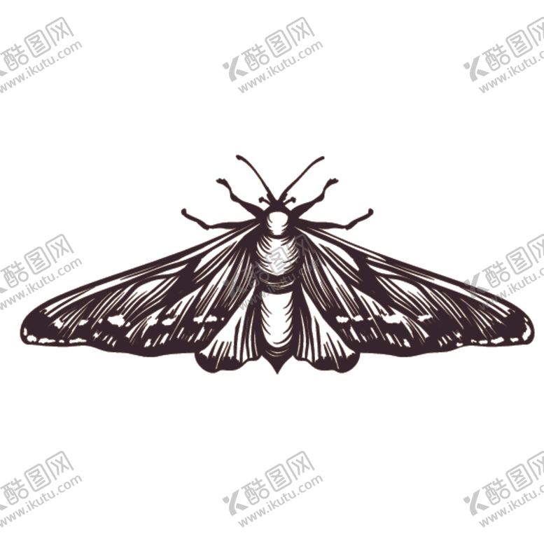 编号：56116311010913405253【酷图网】源文件下载-素描绘画昆虫蝴蝶