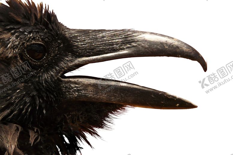 编号：39573209281313549336【酷图网】源文件下载-乌鸦