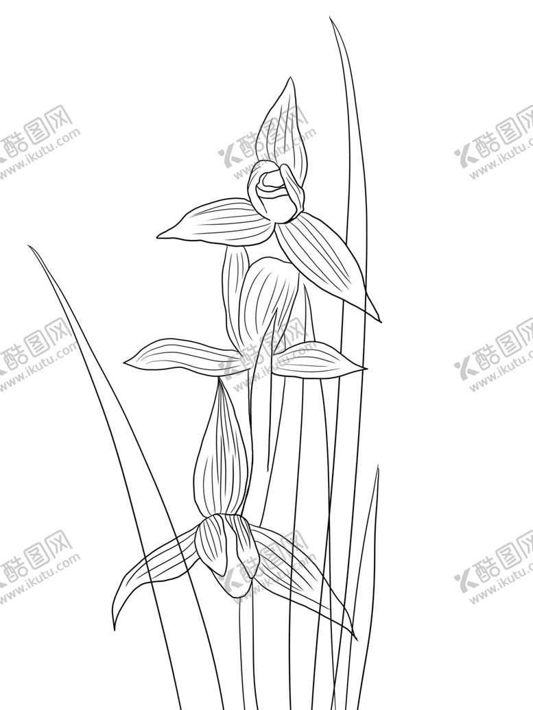 编号：22390210241842272547【酷图网】源文件下载-兰花