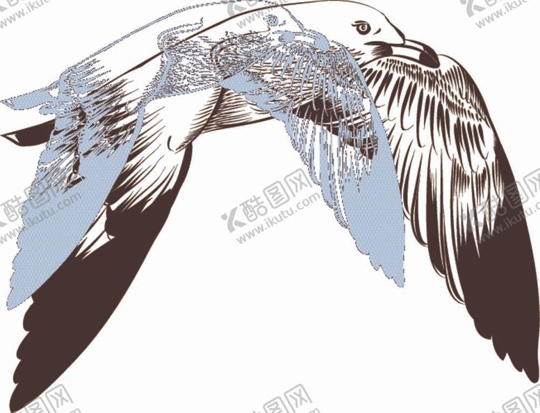 编号：88268812010452336058【酷图网】源文件下载-海鸥