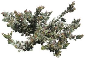 树叶绿叶植物免扣素材