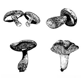 素描菌菇