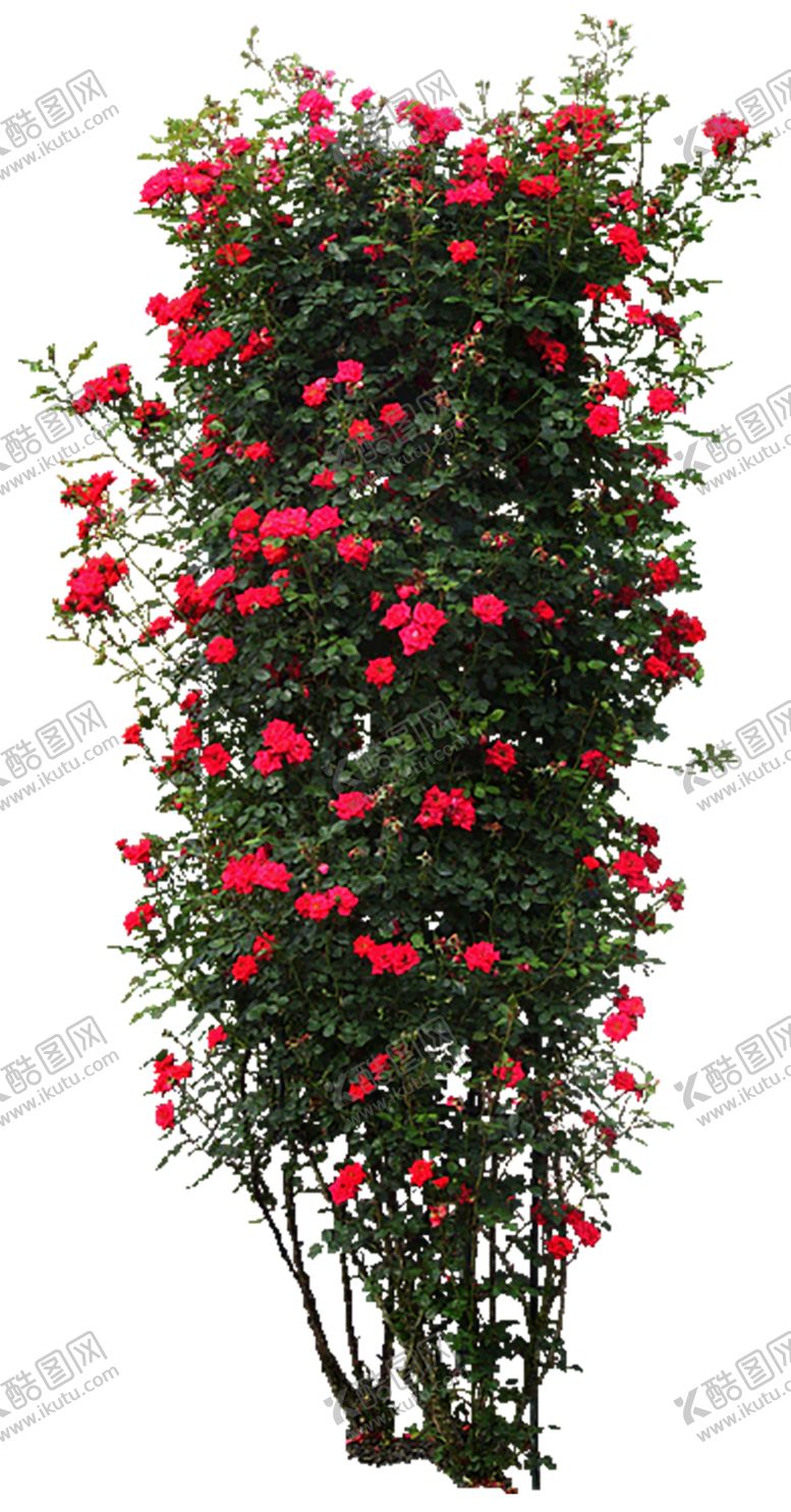 编号：24396509131303582328【酷图网】源文件下载-植物